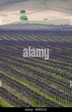 Fila di vacche camminando accanto a filari di viti nelle colline della California centrale vinyeard Foto Stock