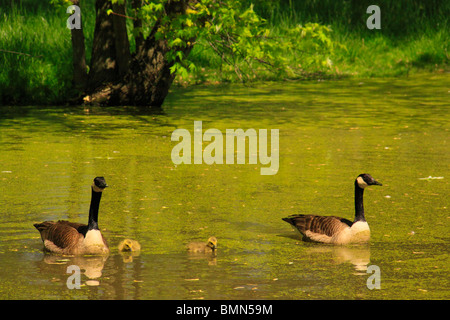 Oche su stagno al mulino Gambrill del Centro Visitatori, Monocacy National Battlefield Park, Frederick, Maryland, Stati Uniti d'America Foto Stock