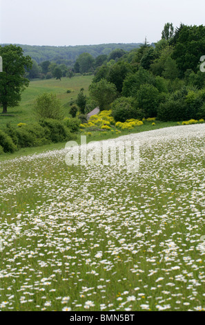 Decani lungo la Riserva Naturale, vicino Abbots Langley, Hertfordshire, Regno Unito. Molla, Giugno Foto Stock