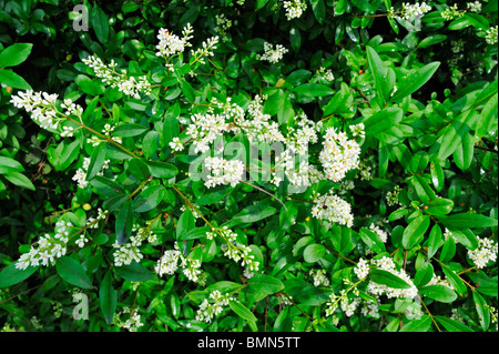 Vista generale dei fiori e delle foglie di wild ligustro (Ligustrum vulgare) Selvatica ligustro fioritura in giugno Foto Stock