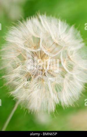 dente di Leone Foto Stock