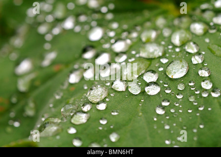 La formazione di perline di acqua su Alchemilla mollis lascia dopo la pioggia. Foto Stock