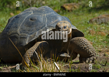 Galapagos gigante tartaruga, lo Zoo di Londra. Foto Stock