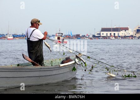 Pescatore cattura di triglie dalla pezza di rete a Mudeford , Christchurch Harbour Foto Stock