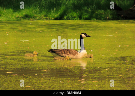 Oche su stagno al mulino Gambrill del Centro Visitatori, Monocacy National Battlefield Park, Frederick, Maryland, Stati Uniti d'America Foto Stock