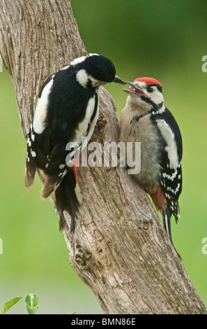 Picchio Rosso (Dendrocopos major) talvolta chiamato Picchio rosso maggiore di un nativo del Regno Unito di un uccello di bosco Foto Stock