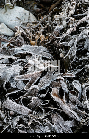 Bocca di marea roughty fiume kenmare fiume lough bay Parknasilla Sneem Irlanda ice frost crosta crosta di alghe gelo invernale Foto Stock