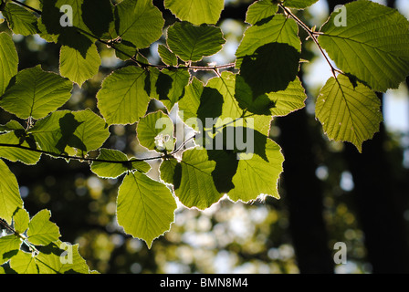 Bosco di latifoglie in Dorset, Inghilterra Foto Stock