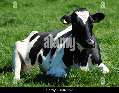 Il frisone mucca in campo, Dorset, Inghilterra Foto Stock