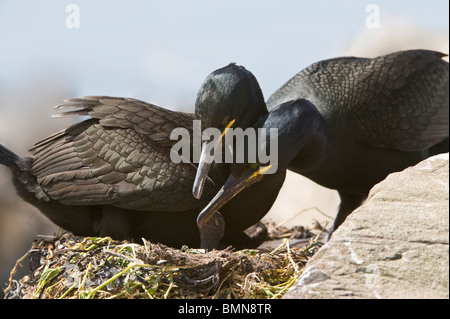 Marangone dal ciuffo (phalacrocorax aristotelis) coppia al nido con pulcino, farne Islands, Northumberland, Inghilterra, Giugno Foto Stock