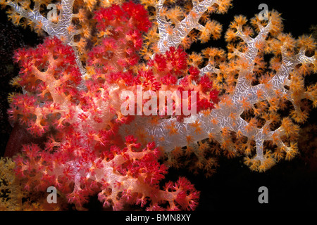 Soft Coral, Dendronephthya sp., Figi, Oceano Pacifico Foto Stock