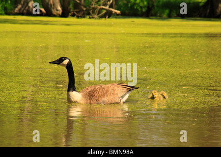 Oche su stagno al mulino Gambrill del Centro Visitatori, Monocacy National Battlefield Park, Frederick, Maryland, Stati Uniti d'America Foto Stock