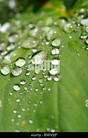 La formazione di perline di acqua su Alchemilla mollis lascia dopo la pioggia. Foto Stock