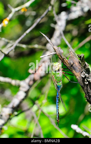 Verde comune Darner, Anax junius Foto Stock