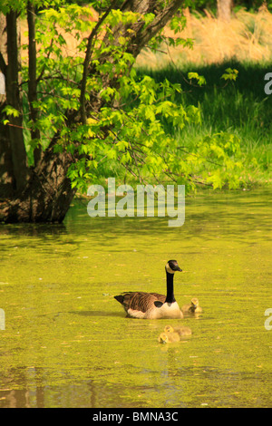 Oche su stagno al mulino Gambrill del Centro Visitatori, Monocacy National Battlefield Park, Frederick, Maryland, Stati Uniti d'America Foto Stock