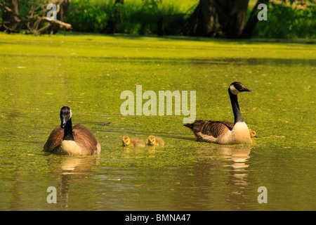 Oche su stagno al mulino Gambrill del Centro Visitatori, Monocacy National Battlefield Park, Frederick, Maryland, Stati Uniti d'America Foto Stock