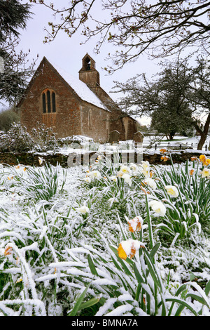 Un freak aprile coperte di neve appena sbocciato narcisi davanti Ampney St Mary chiesa in Gloucestershire Foto Stock