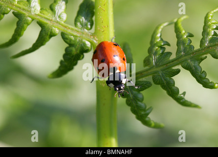 Sette Spot Ladybird Beetle, Coccinella septempunctata, Coccinellidae, coleotteri. Foto Stock