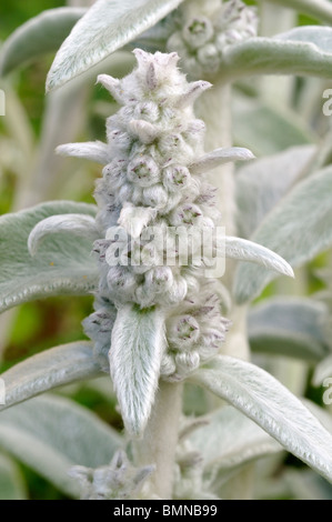 Stachys byzantina Agnello le orecchie Foto Stock