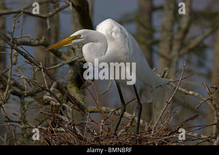 Airone bianco maggiore (Casmerodius Albus) appollaiato sulla cima di albero - Louisiana - USA Foto Stock