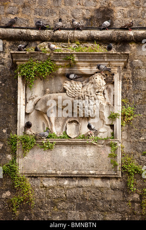 Dettaglio del leone alato - Kotor Montenegro Città Vecchia dettaglio rovine Foto Stock