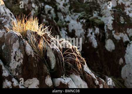 Bocca di marea roughty fiume kenmare fiume lough bay Parknasilla Sneem Irlanda ice frost crosta crosta di gelo invernale marram grass Foto Stock