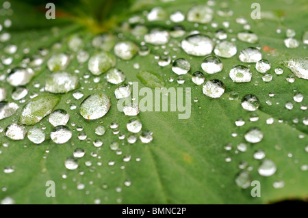 La formazione di perline di acqua su Alchemilla mollis lascia dopo la pioggia. Foto Stock