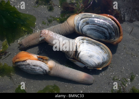 Geoduck clam scavare su Washinton Membro di Puget Sound durante un meno 3 piedi bassa marea Foto Stock