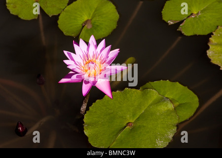 Acqua di rosa Lily bagnato dal sole Foto Stock