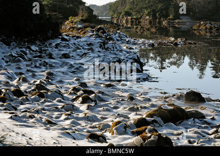 Bocca di marea roughty fiume kenmare fiume lough bay Parknasilla Sneem Irlanda ice frost crosta crosta di alghe gelo invernale rocce Foto Stock