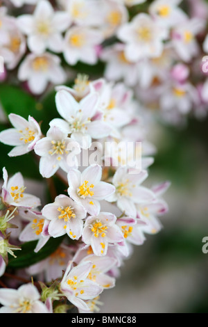 Deutzia x hybrida Mont Rose fiore Foto Stock