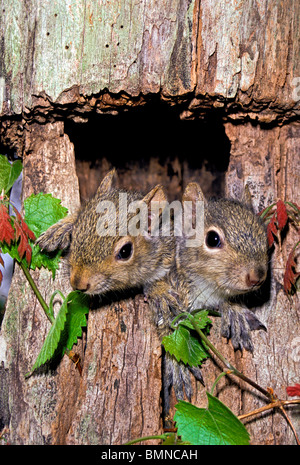 Baby orientale degli scoiattoli grigi (Sciurus carolinensis) prendendo le loro teste fuori della fossa con vite in legno di quercia, Midwest USA Foto Stock