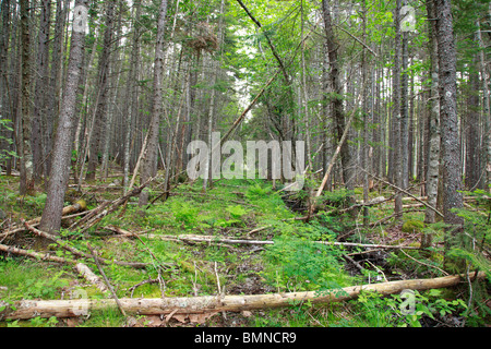 Vecchia ferrovia letto del ramo orientale & Lincoln Logging Railroad nel deserto Pemigewasset di Lincoln, New Hampshire USA. Foto Stock