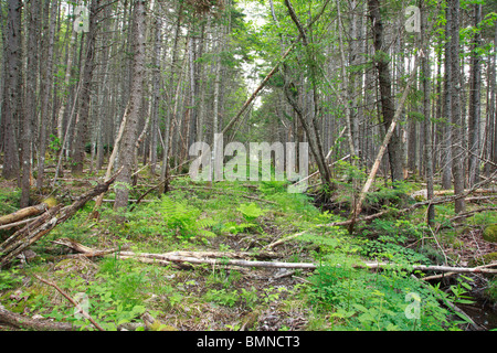 Vecchia ferrovia letto del ramo orientale & Lincoln Logging Railroad nel deserto Pemigewasset di Lincoln, New Hampshire USA. Foto Stock