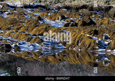 Bocca di marea roughty fiume kenmare fiume lough bay Parknasilla Sneem Irlanda ice frost crosta crosta di alghe gelo invernale rocce Foto Stock
