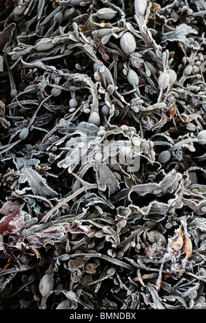 Bocca di marea roughty fiume kenmare fiume lough bay Parknasilla Sneem Irlanda ice frost crosta crosta di alghe gelo invernale Foto Stock