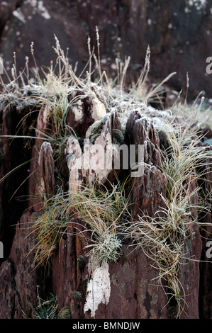 Bocca di marea roughty fiume kenmare fiume lough bay Parknasilla Sneem Irlanda ice frost crosta crosta di gelo invernale marram grass Foto Stock