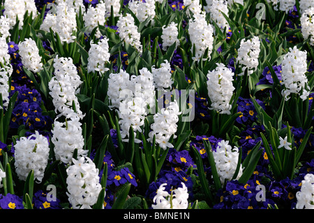Hyacinthus orientalis carnegie white primula polyanthus crescendo display blu molla di contrasto fiori bed bloom blossom Foto Stock