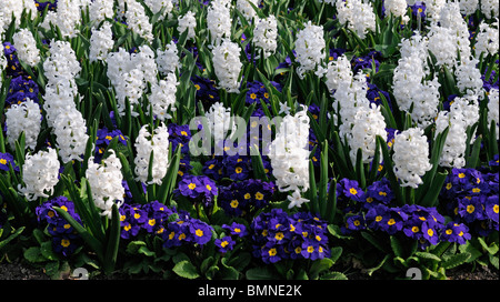 Hyacinthus orientalis carnegie white primula polyanthus crescendo display blu molla di contrasto fiori bed bloom blossom Foto Stock