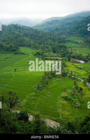 Alcuni dei più bei campi di riso terrazzati a Bali può essere trovato nei pressi del villaggio di Kekeran, nel nord di Bali, Indonesia. Foto Stock