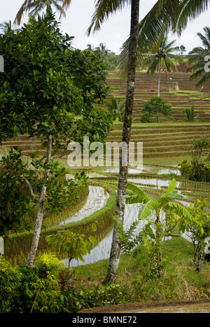 Le magnifiche terrazze di riso Belimbing, Bali, Indonesia. Alcuni dei migliori esempi in tutta l'Asia. Foto Stock