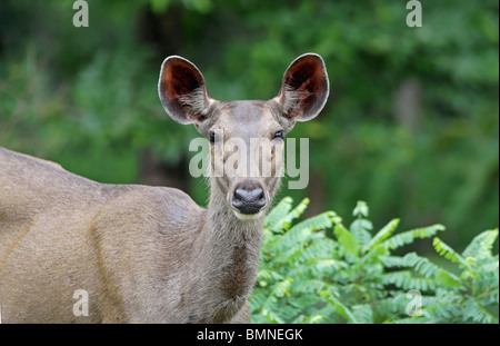 Un Sambar cervi ritratto preso in Tadoba Andhari Riserva della Tigre, India Foto Stock