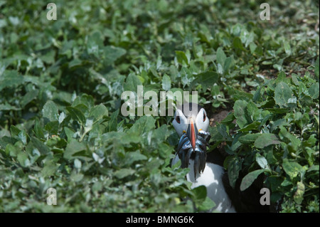 Puffin (Fratercula arctica) in Burrow con il cicerello, farne Islands, Northumberland Coast, England, Regno Unito, Giugno Foto Stock