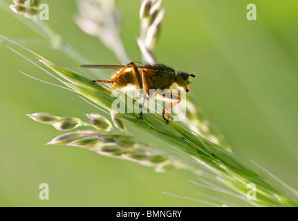 Comune di sterco di giallo Fly o Golden sterco Fly Scathophaga stercoraria, Scathophagidae (sterco mosche), Muscoidea, Diptera. Foto Stock