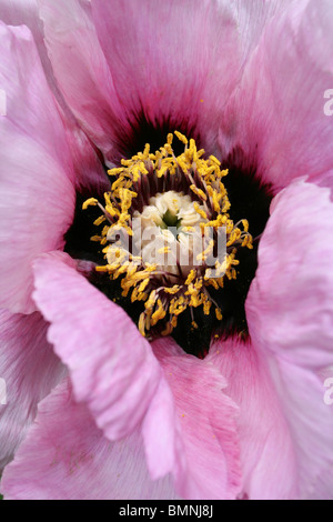 Roccia albero della Peonia Paeonia suffruticosa ssp. rockii prese a Ness Giardini Botanici, Wirral, Regno Unito Foto Stock