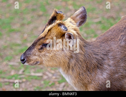 Reeve's Muntjac Deer (muntiacus reevesi) Foto Stock