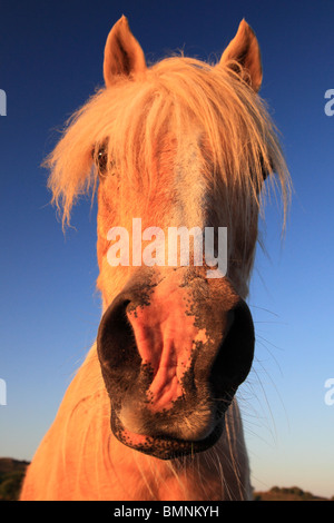 Testa di cavallo stretta fino al tramonto Foto Stock