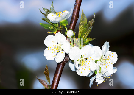 Primo piano di fiori su un ramo. Malus domestica. Oklahoma, Stati Uniti d'America. Foto Stock