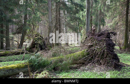 Tempesta dopo il vecchio albero giacenti nei primi giorni di primavera foresta con mista naturale stand in background Foto Stock