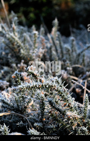 Bocca di marea roughty fiume kenmare fiume lough bay Parknasilla Sneem Irlanda ice frost crosta crosta di gelo invernale furze congelati Foto Stock